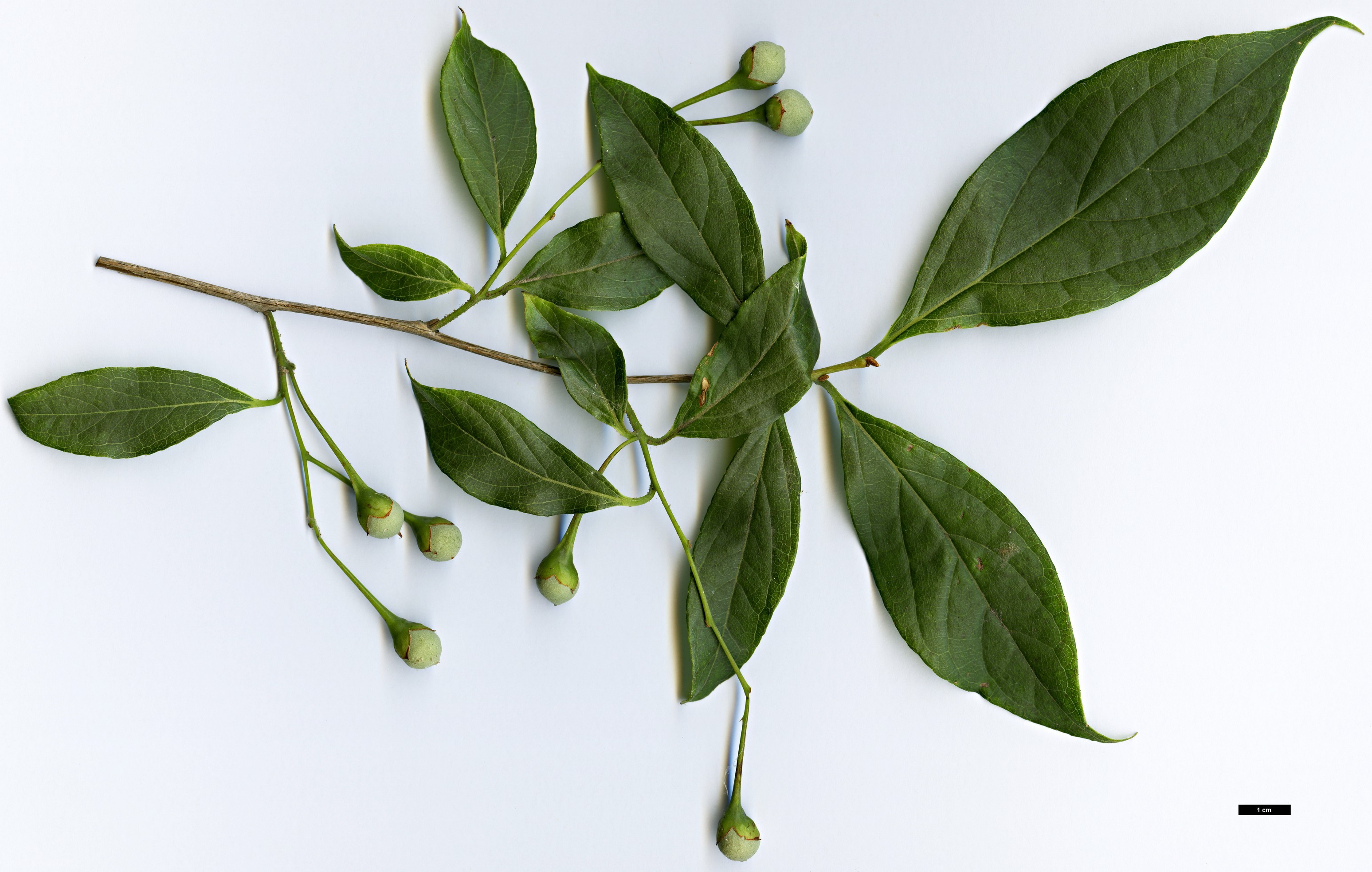 High resolution image: Family: Styracaceae - Genus: Styrax - Taxon: wuyuanensis